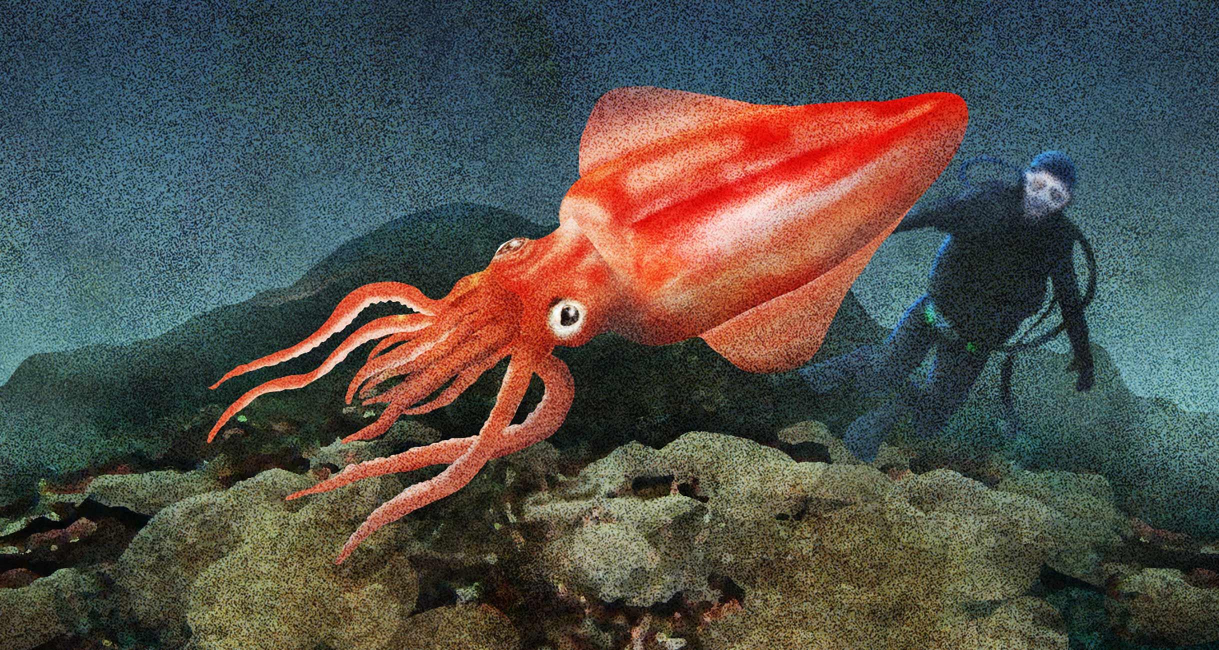 食用最大級のイカ｜怪魚の食卓㉖ 怪魚の食卓 【公式】dancyu (ダンチュウ)