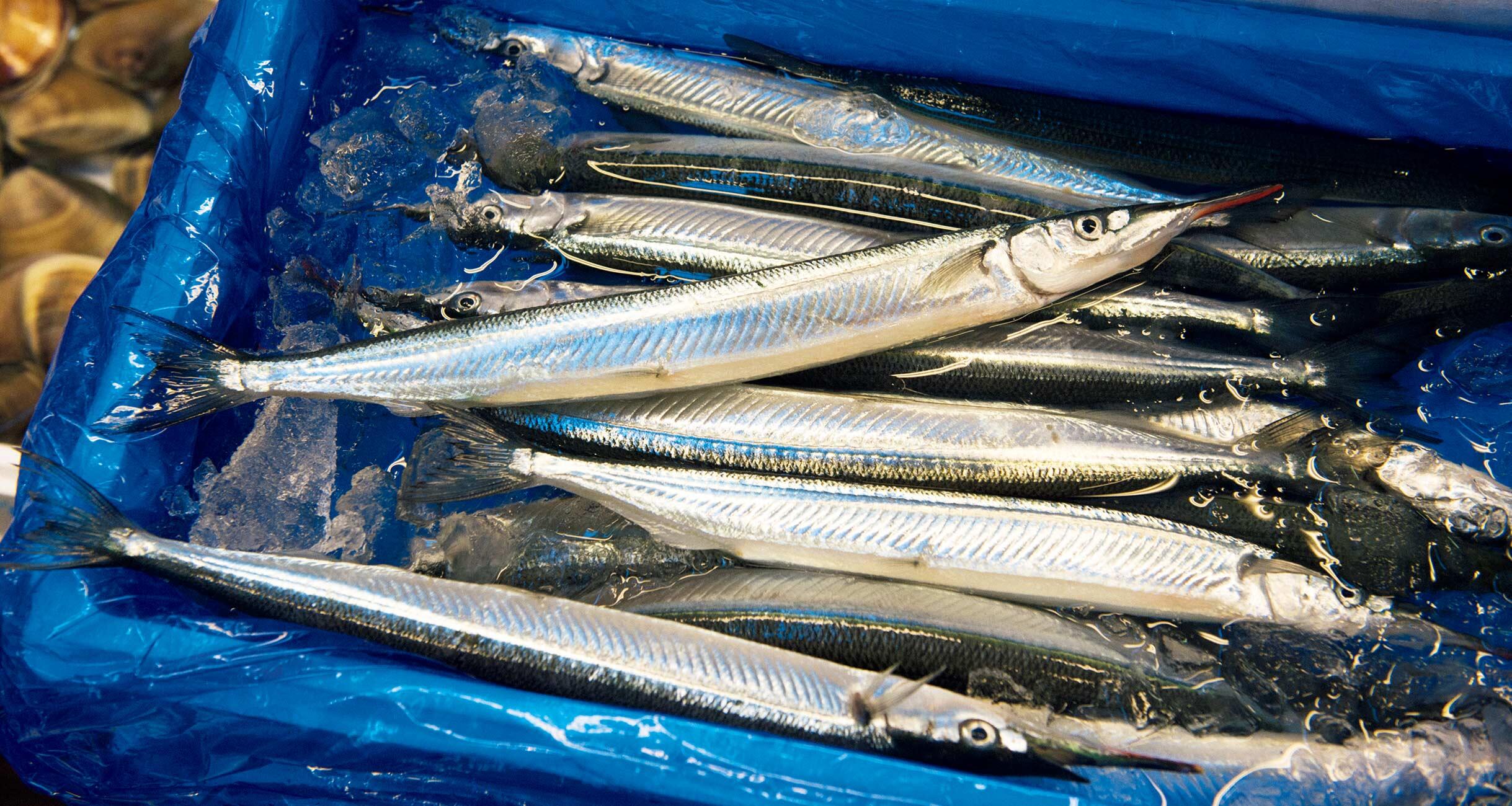 今時期のサヨリ｜市場旬ばなし③ 市場旬ばなし 【公式】dancyu (ダンチュウ)