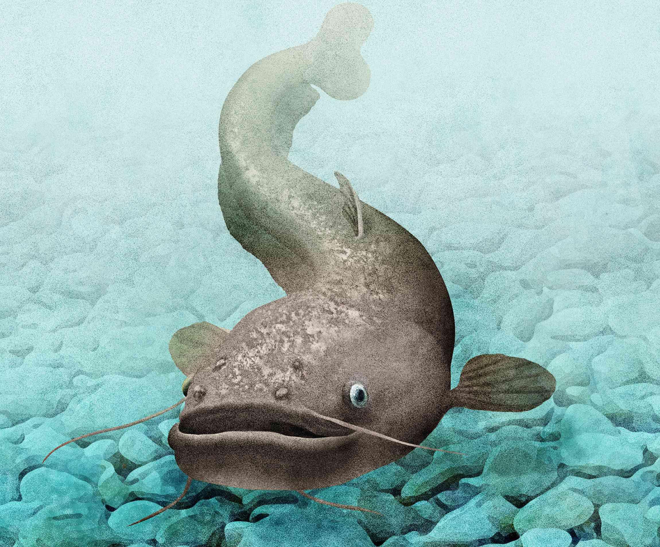 ナマズ 画像 25+ Information