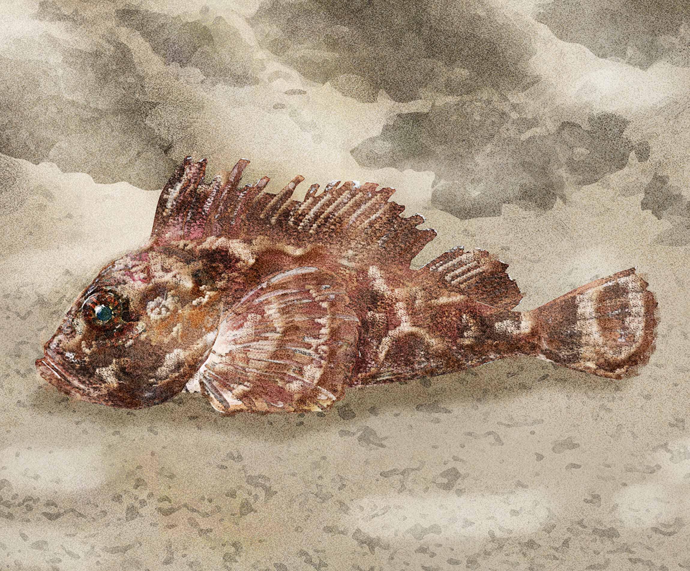 ほとんど出回らないイカツイ怪魚｜怪魚の食卓㉙ 怪魚の食卓 【公式】dancyu (ダンチュウ)