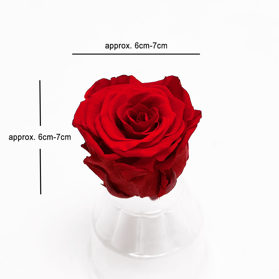 Red Ecuadorian Eternity Flowers Preserved Roses Pack of 6 6cm to 7cm D & E Floral Supplies