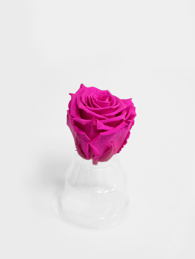 Fuchsia Ecuadorian Eternity Flowers Preserved Roses Pack of 6 6cm to