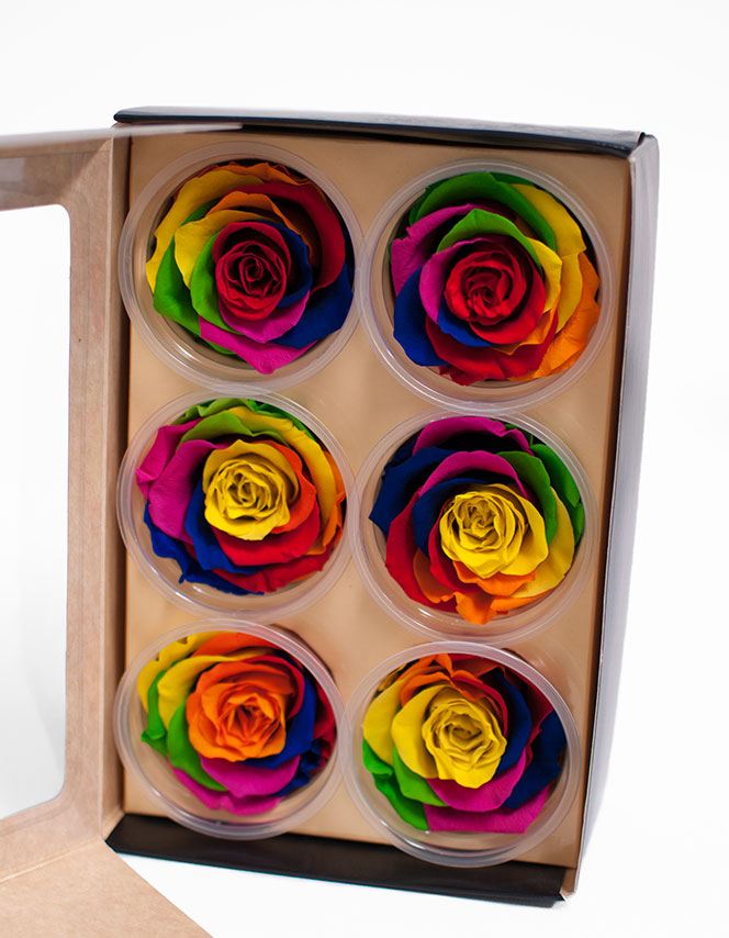 Rainbow Ecuadorian Eternity Flowers Preserved Roses Pack of 6 6cm to