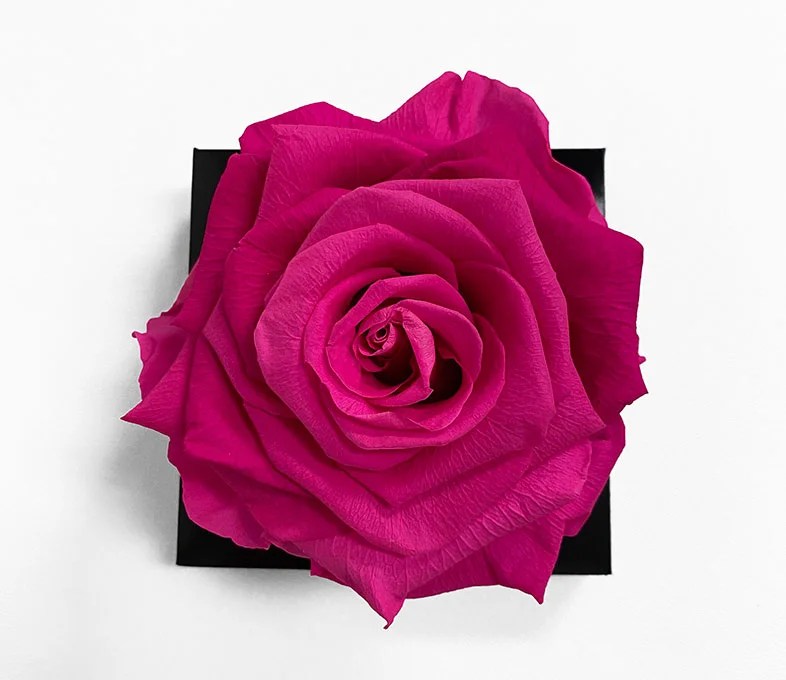 XL Fusia Ecuadorian Eternity Flower Preserved Rose 9cm to 10cm D & E