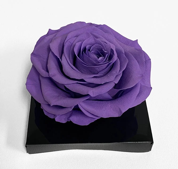 XL Purple Ecuadorian Eternity Flower Preserved Rose 9cm to 10cm D & E