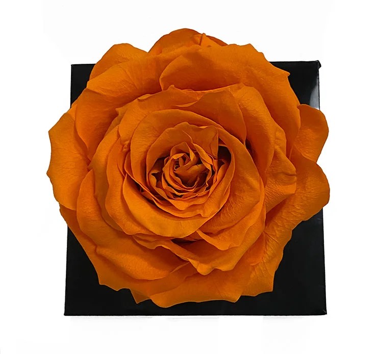 XL Orange Ecuadorian Eternity Flower Preserved Rose 9cm to 10cm D & E