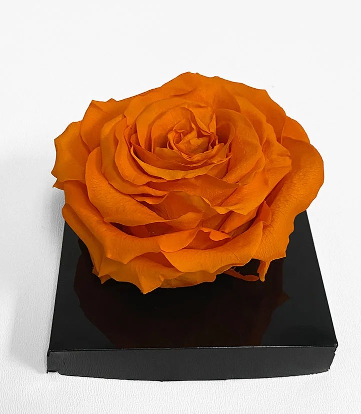 XL Orange Ecuadorian Eternity Flower Preserved Rose 9cm to 10cm D & E