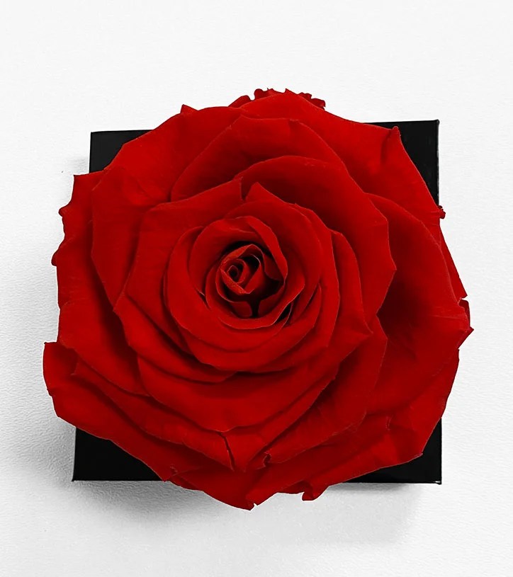 XL Red Ecuadorian Eternity Flower Preserved Rose 9cm to 10cm D & E