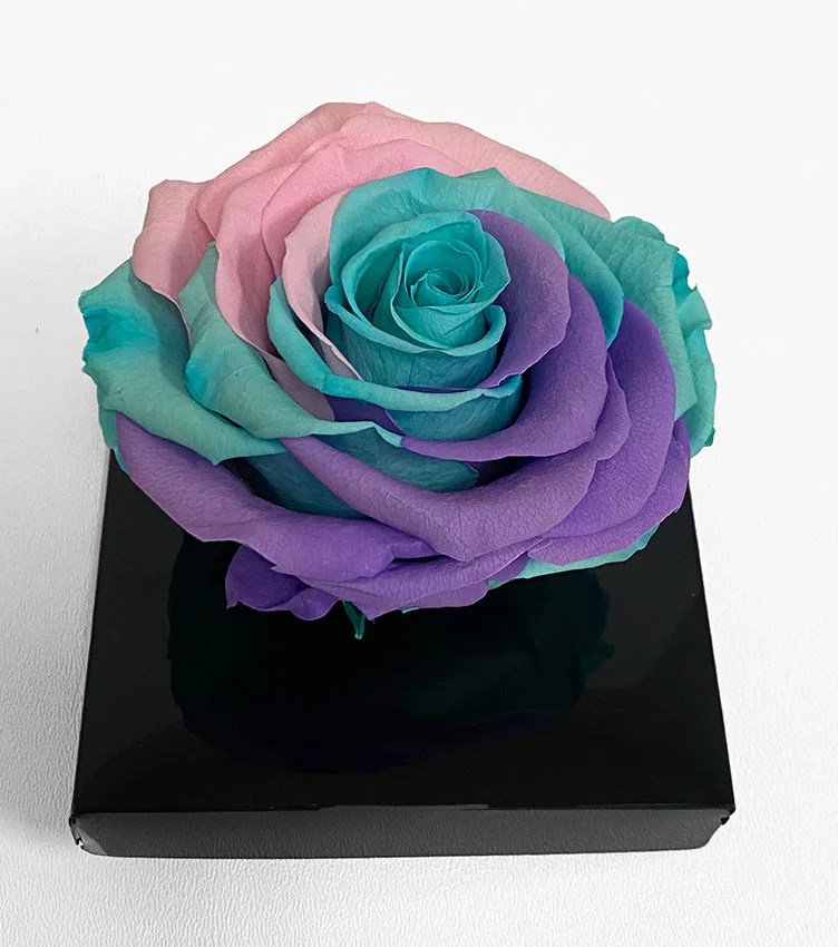 XL Unicorn Ecuadorian Eternity Flower Preserved Rose 9cm to 10cm D