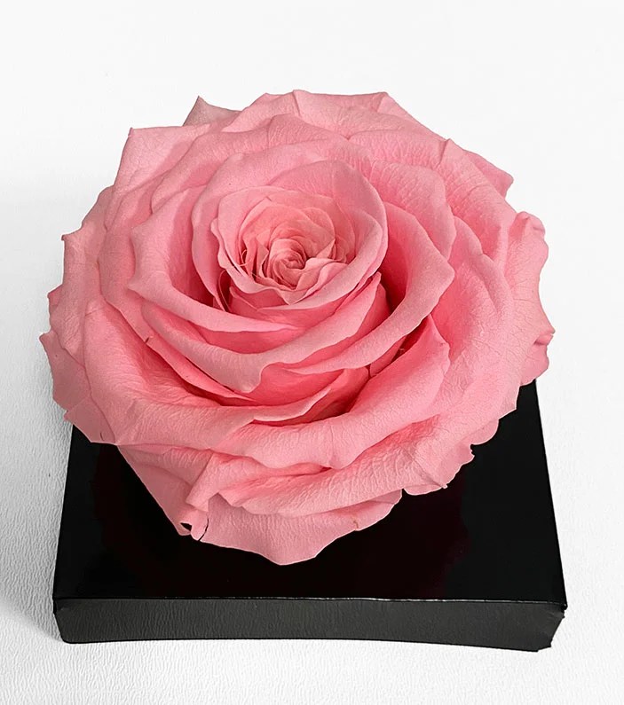 XL Light Pink Ecuadorian Eternity Flower Preserved Rose 9cm to 10cm D