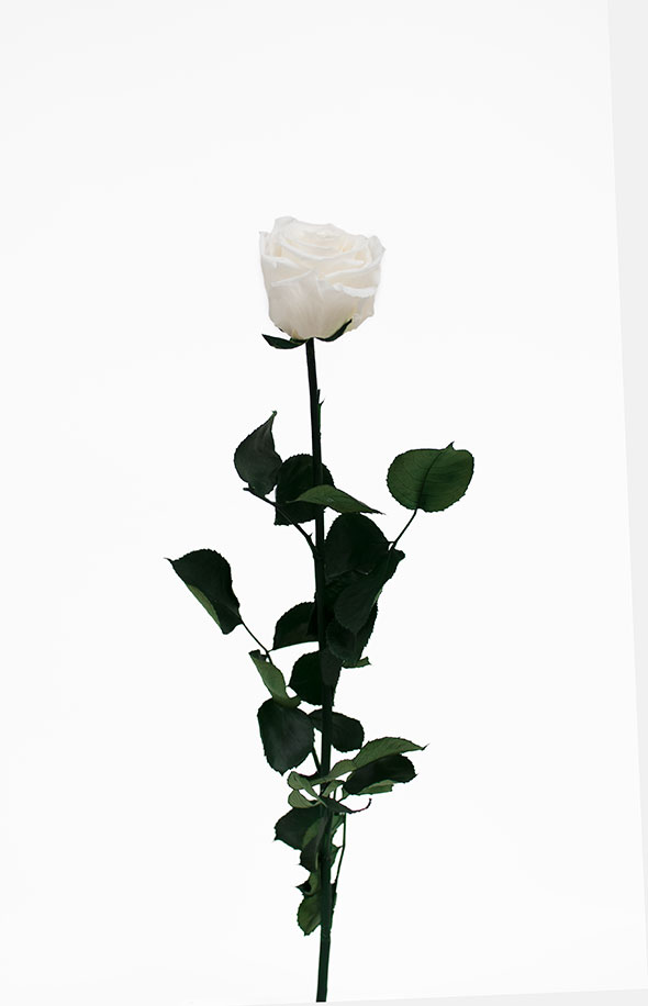 White Long Stem Ecuadorian Eternity Flowers Preserved Rose D & E