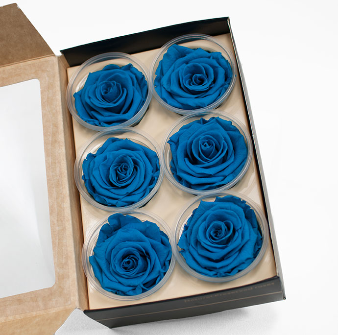 Turquoise Ecuadorian Eternity Flowers Preserved Roses Pack of 6 6cm to