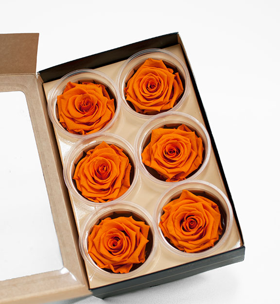 Orange Ecuadorian Eternity Flowers Preserved Roses Pack of 6 6cm to 7cm