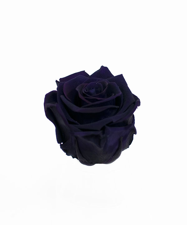 Violet Ecuadorian Eternity Flowers Preserved Roses Pack of 6 6cm to 7cm