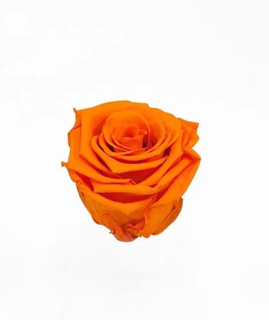 Orange Ecuadorian Eternity Flowers Preserved Roses Pack of 6 6cm to 7cm