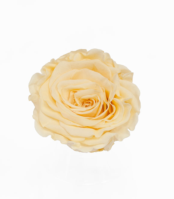 Vanilla Ecuadorian Eternity Flowers Preserved Roses Pack of 6 6cm to