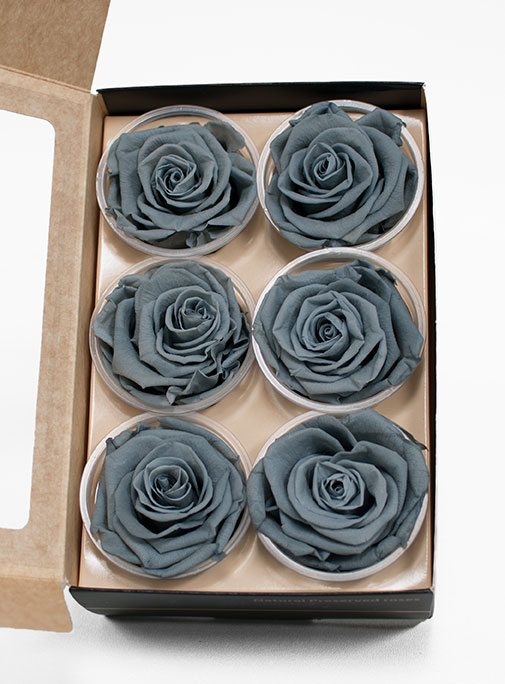 Gray Ecuadorian Eternity Flowers Preserved Roses Pack of 6 6cm to 7cm