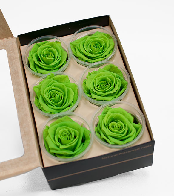 Lime Green Ecuadorian Eternity Flowers Preserved Roses Pack of 6 6cm to