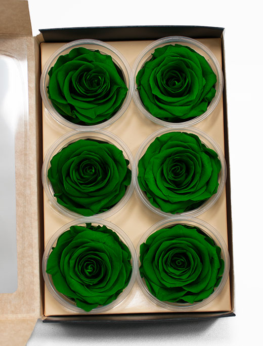 Dark Green Ecuadorian Eternity Flowers Preserved Roses Pack of 6 6cm to
