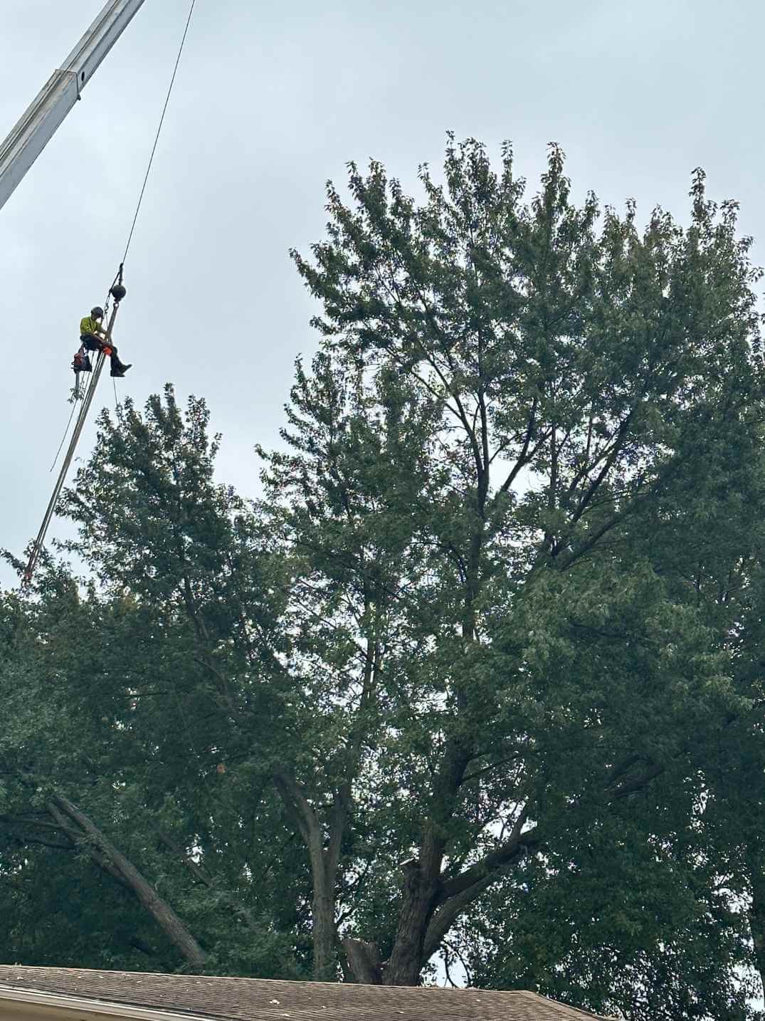 For a reliable Tree Service call us in Davison, MI, 48423.