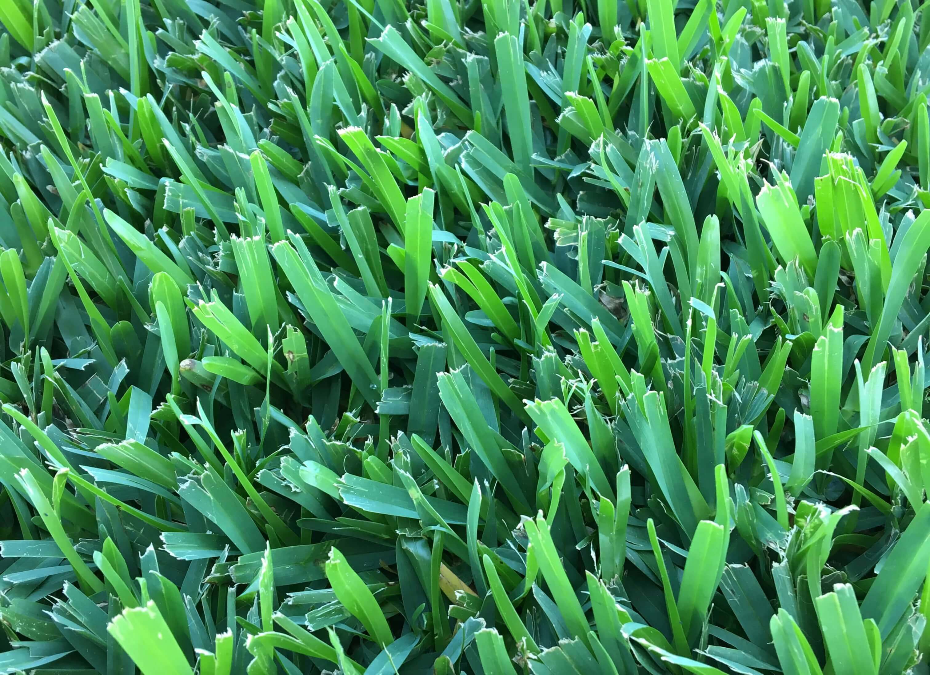 Matilda Soft Leaf Buffalo Turf Penrith & Sydney