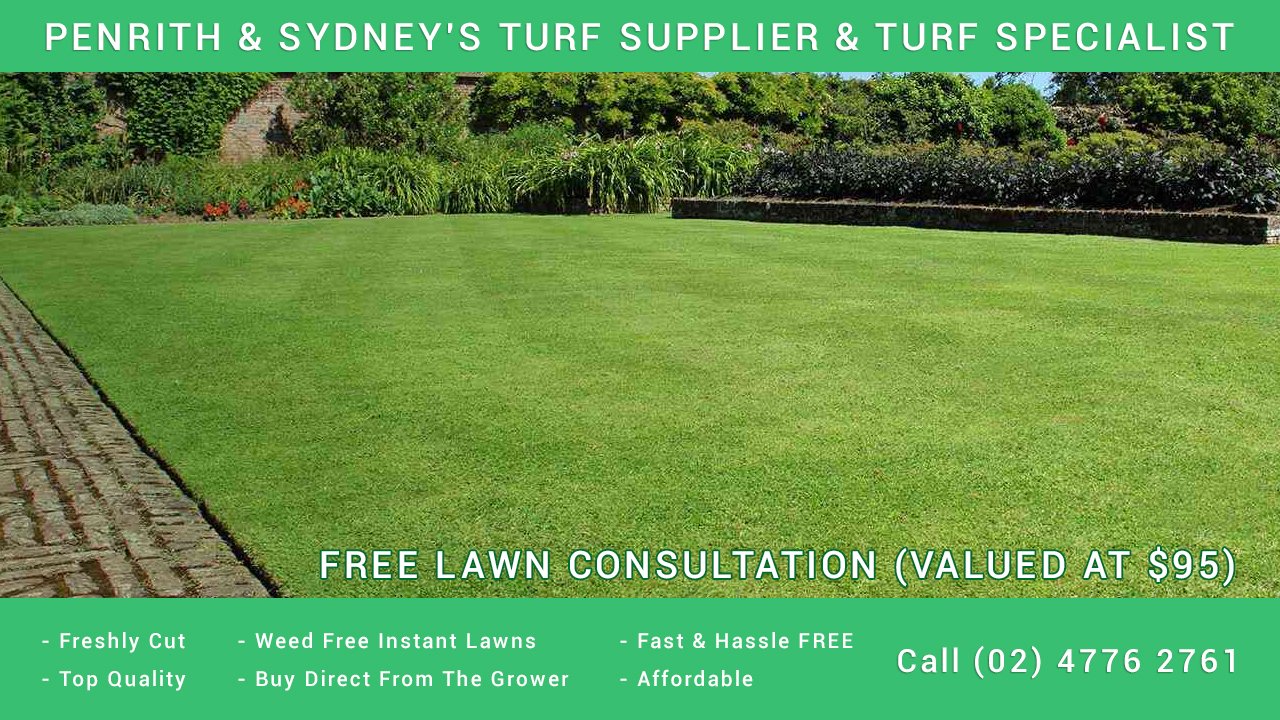Shademaster Soft Leaf Buffalo Turf Penrith & Sydney