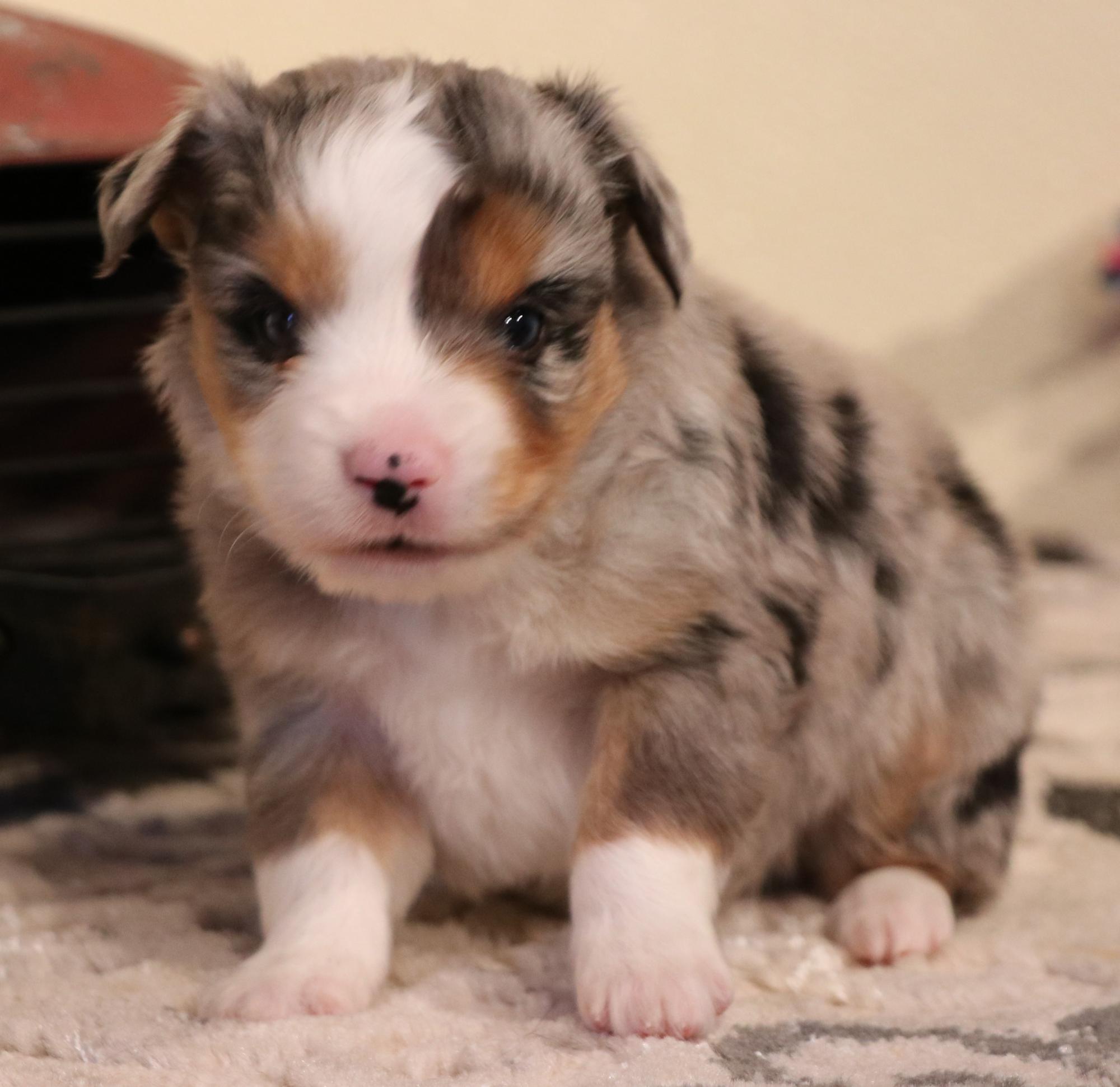 Toy Australian Shepherd puppies for sale in CO, Toy Aussie puppies in CO,