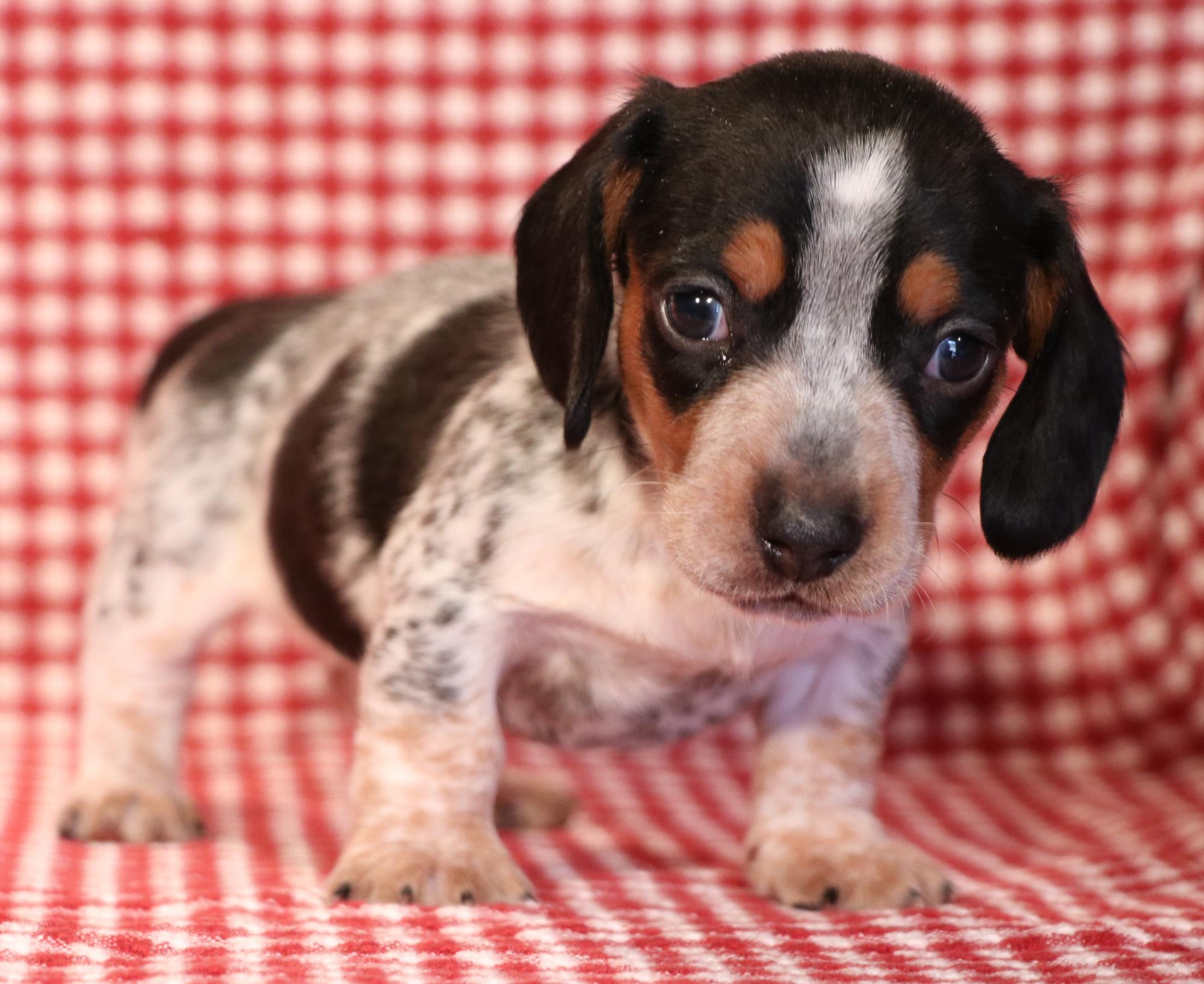 Miniature Dachshund puppies for sale in Austin, CO