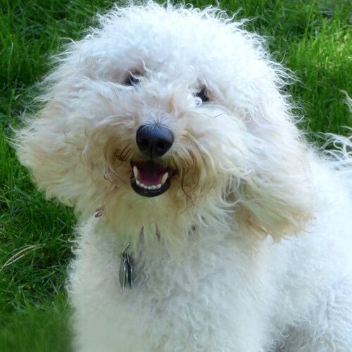 77+ Bichon Poodle Rescue Colorado l2sanpiero