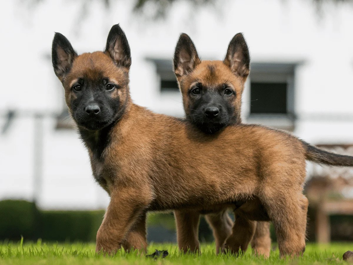Quels sont les besoins d'un Malinois