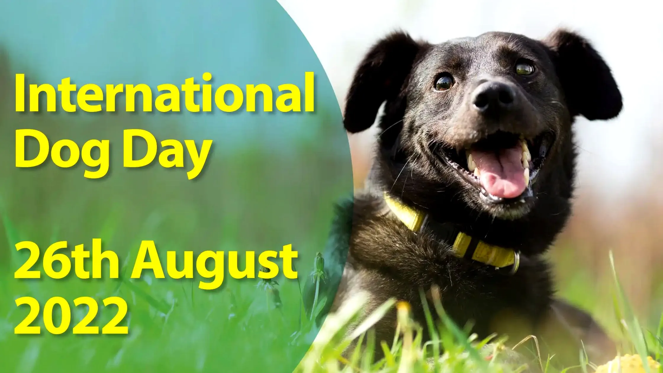 Is There A International Dog Day