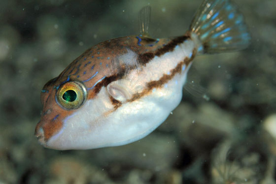 キタマクラ(魚)の生態と皮膚毒の症状！素手で触ると危険？ 世界の超危険生物データベース
