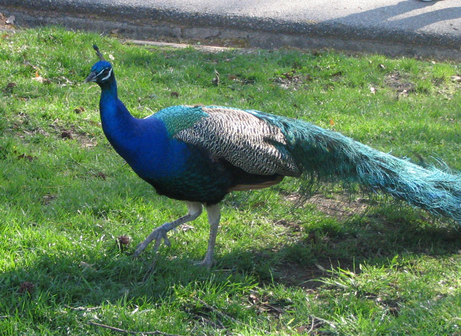 Pin by Jessica Sayce on Weird,Wild,Wonderfull Pinterest