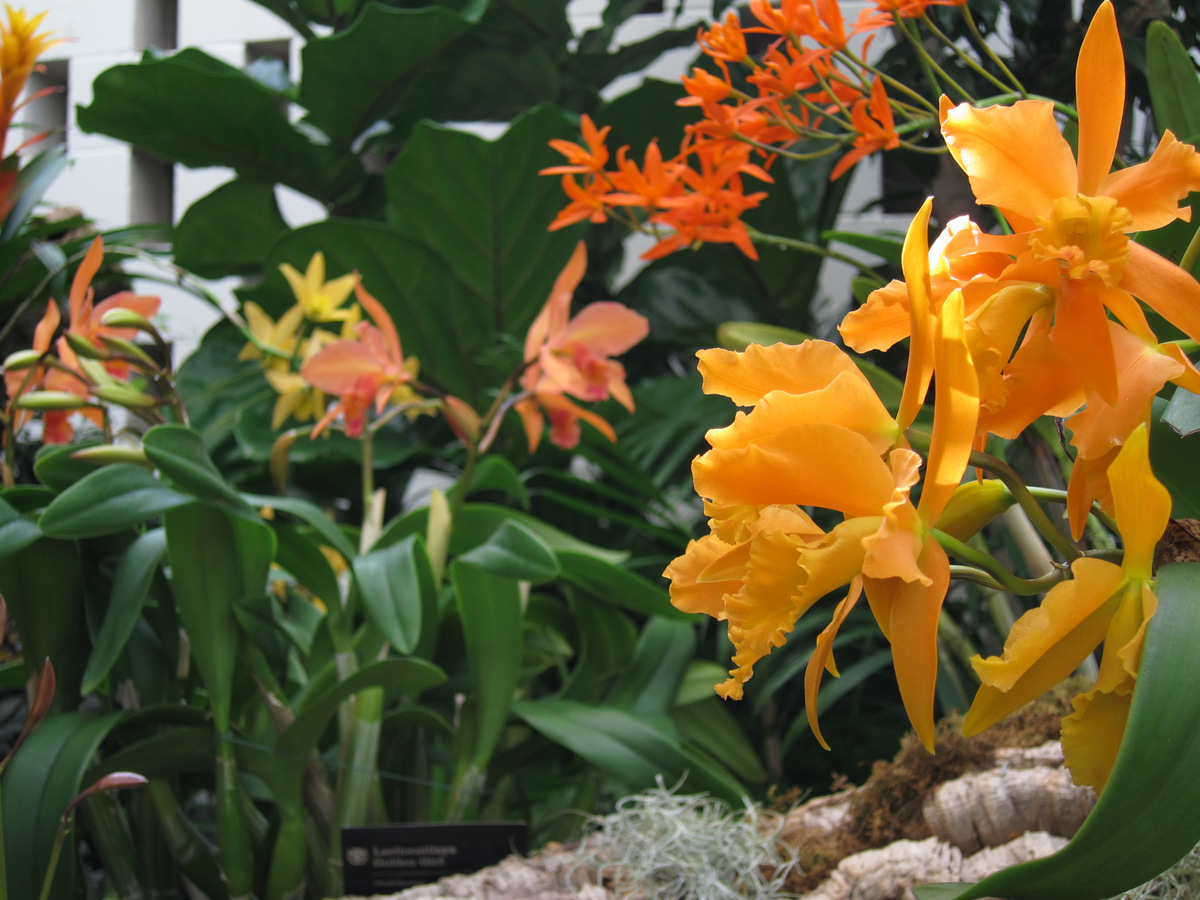 Orchid explosions Dangerous Intersection