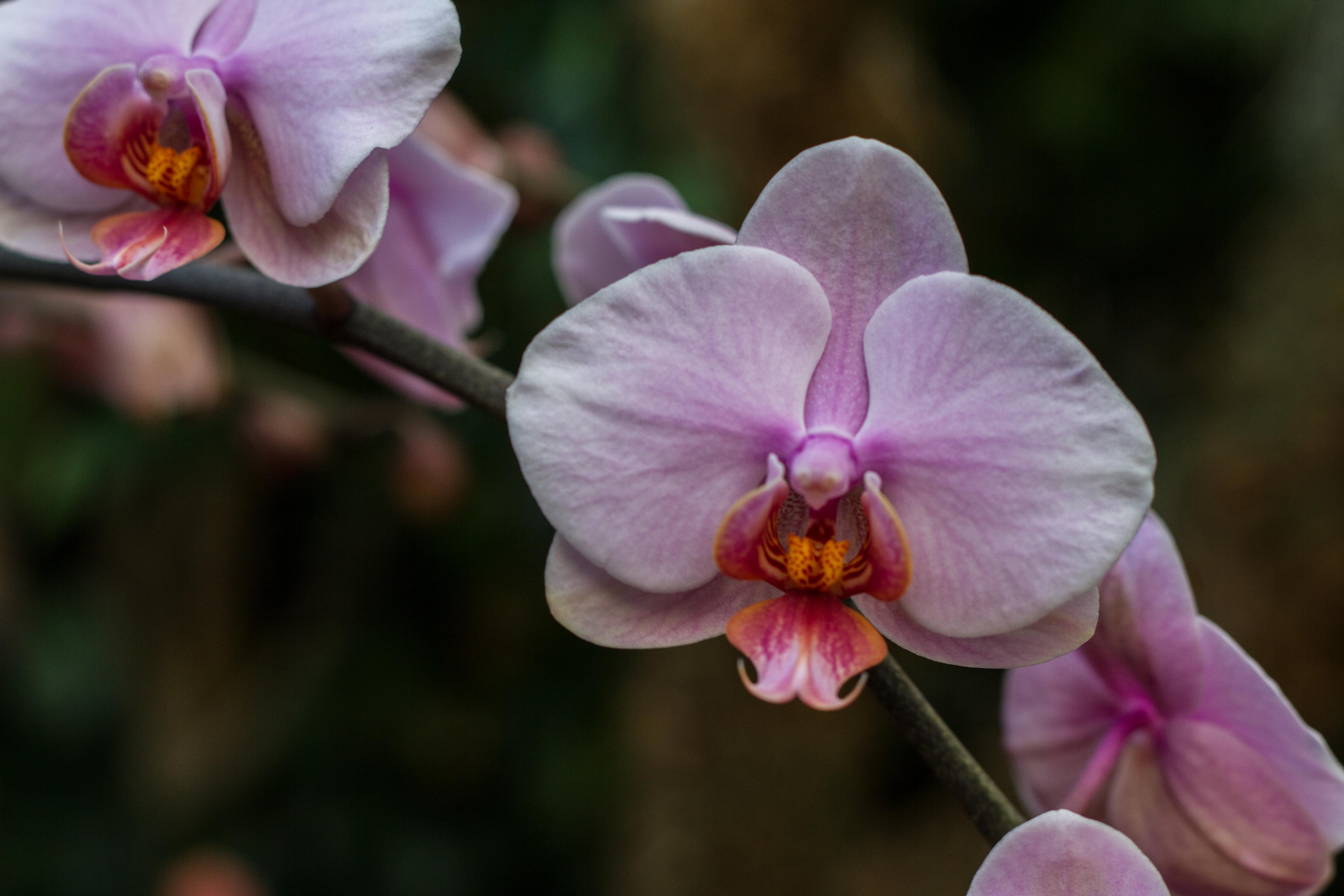 IMG_2310 orchids Dangerous Intersection