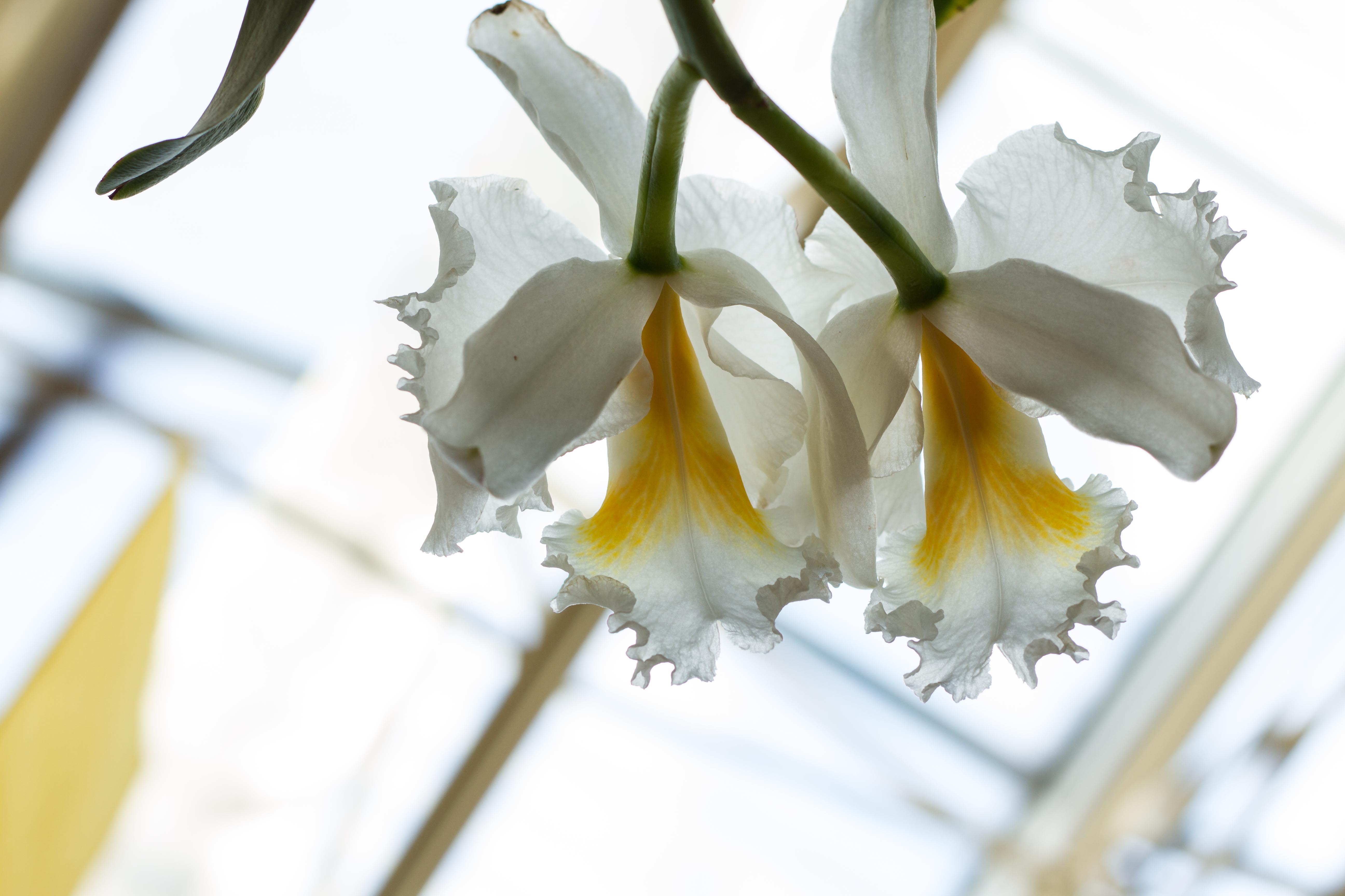 Orchid Show at Missouri Botanical Garden Dangerous Intersection