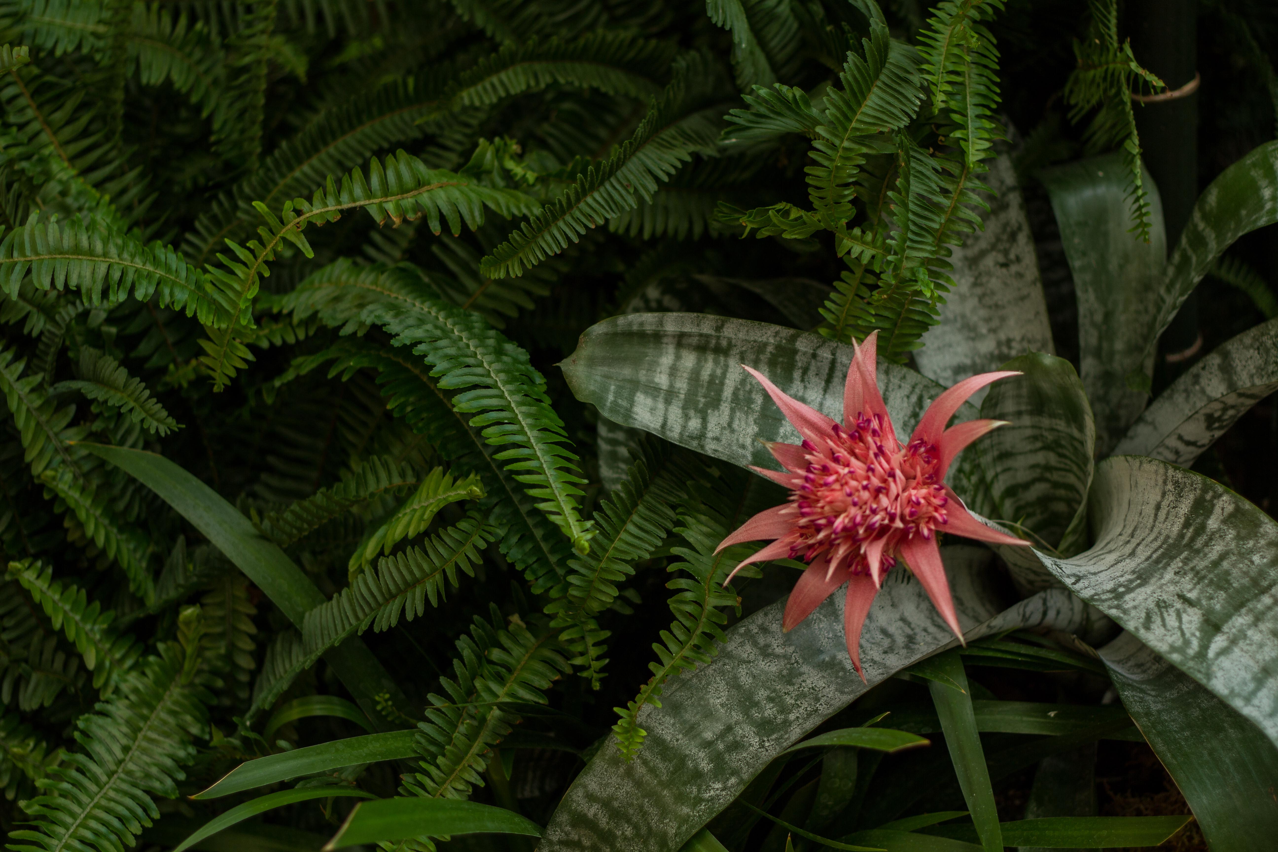 Orchid Show at Missouri Botanical Garden Dangerous Intersection