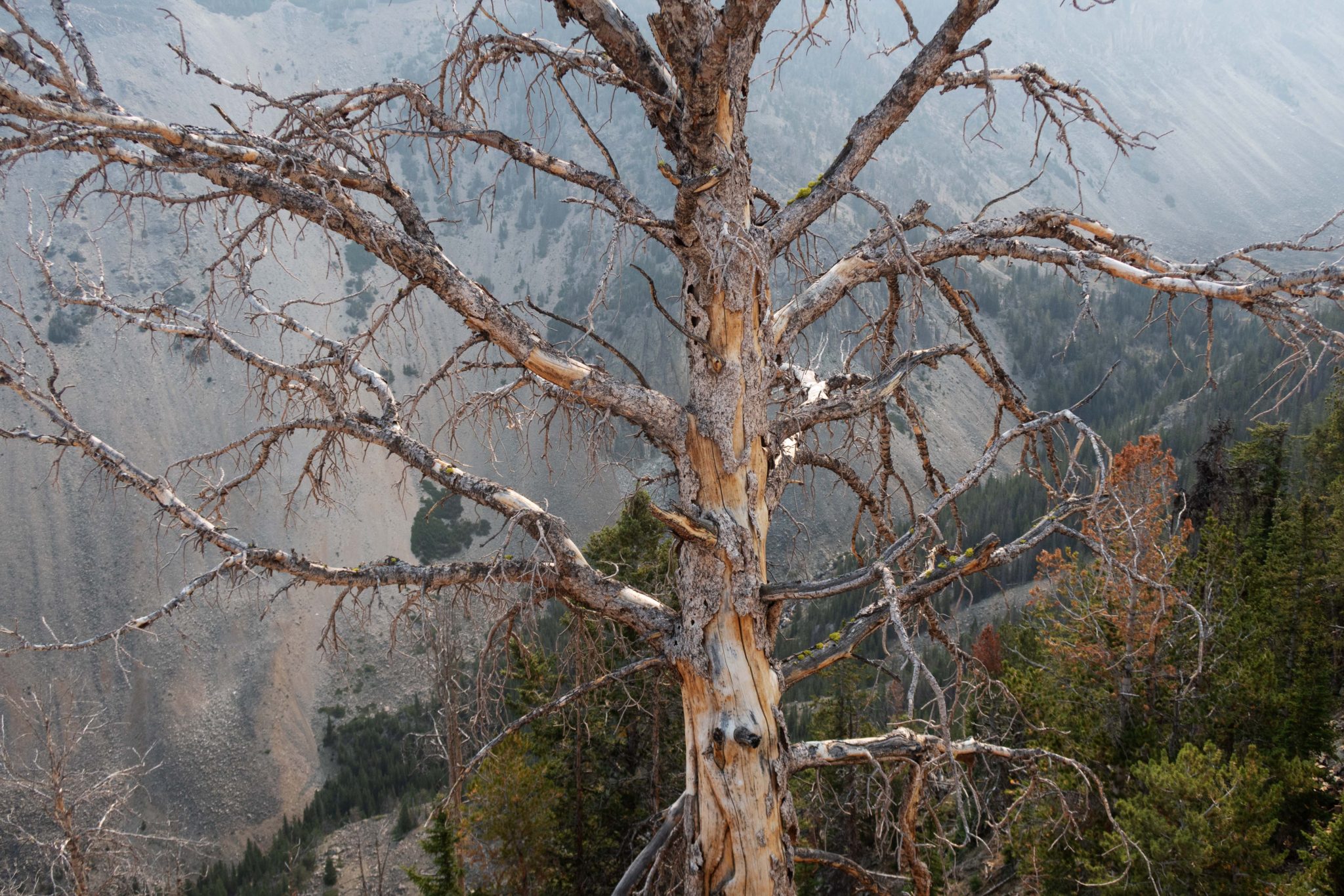 The Spaces of Yellowstone Dangerous Intersection