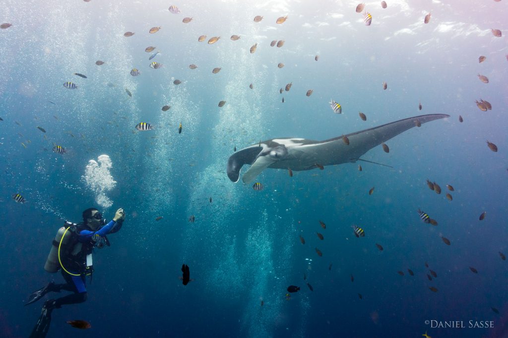 Manta Ray with Photographer