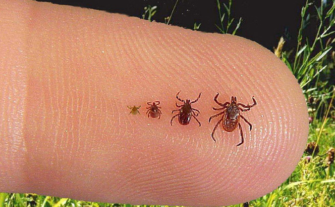 About ticks, lyme disease, and other tickborne diseases
