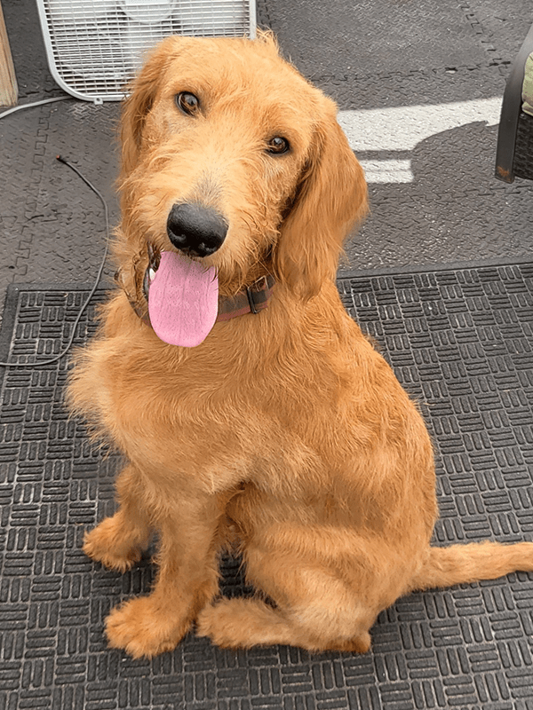 Service Dogs for Sale