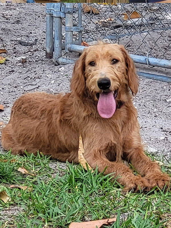 Service Dogs for Sale