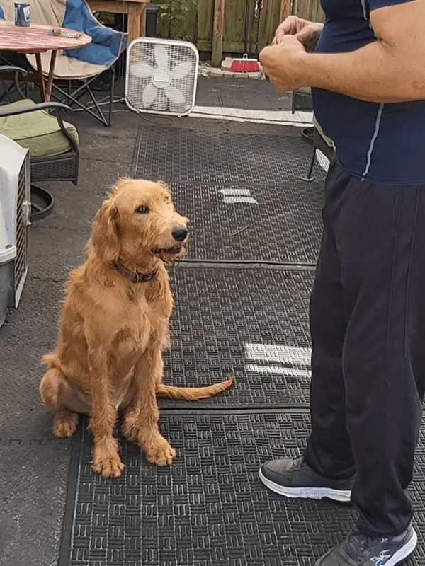 Service Dogs for Sale