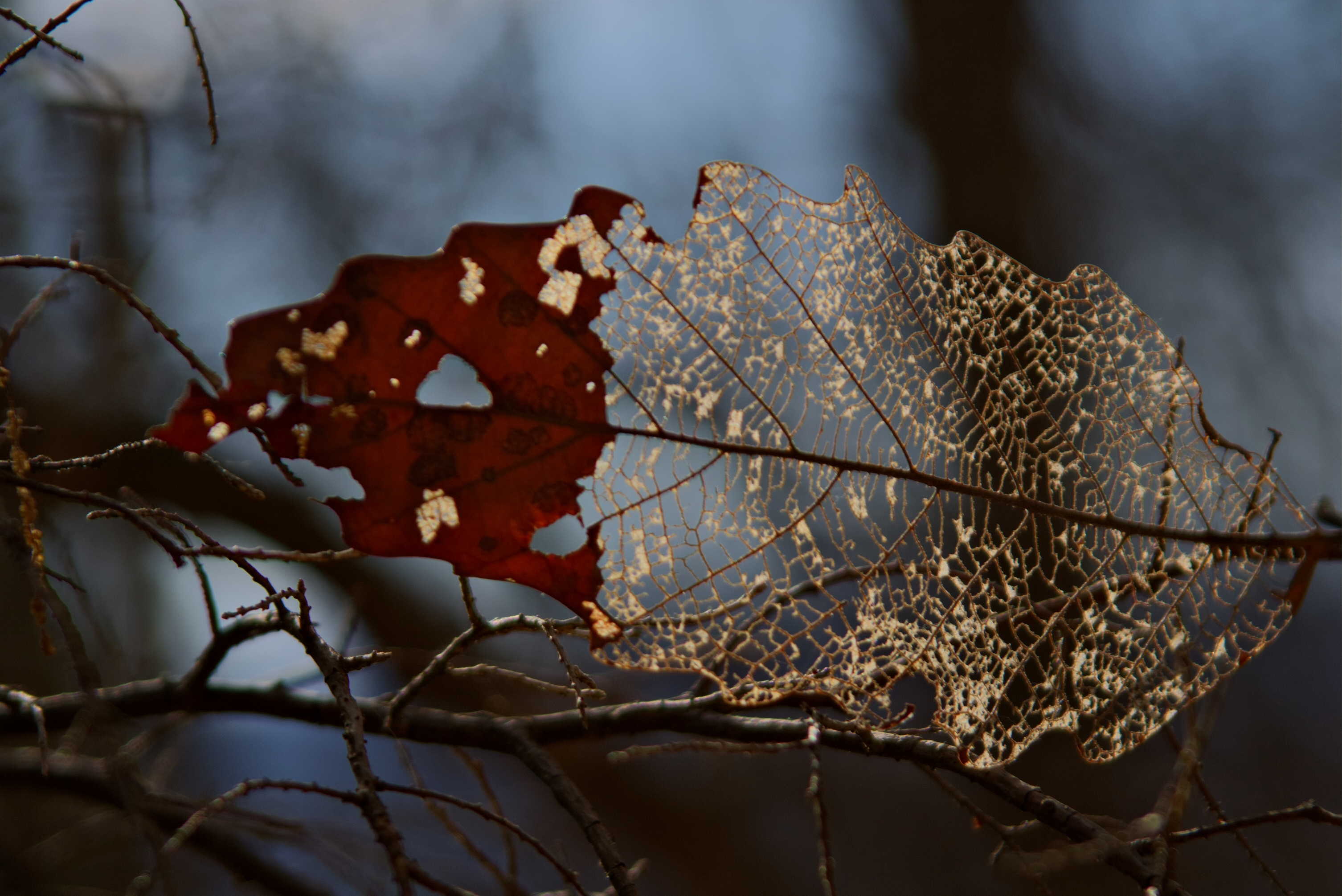 Appalachian Trail Daniel Dodge