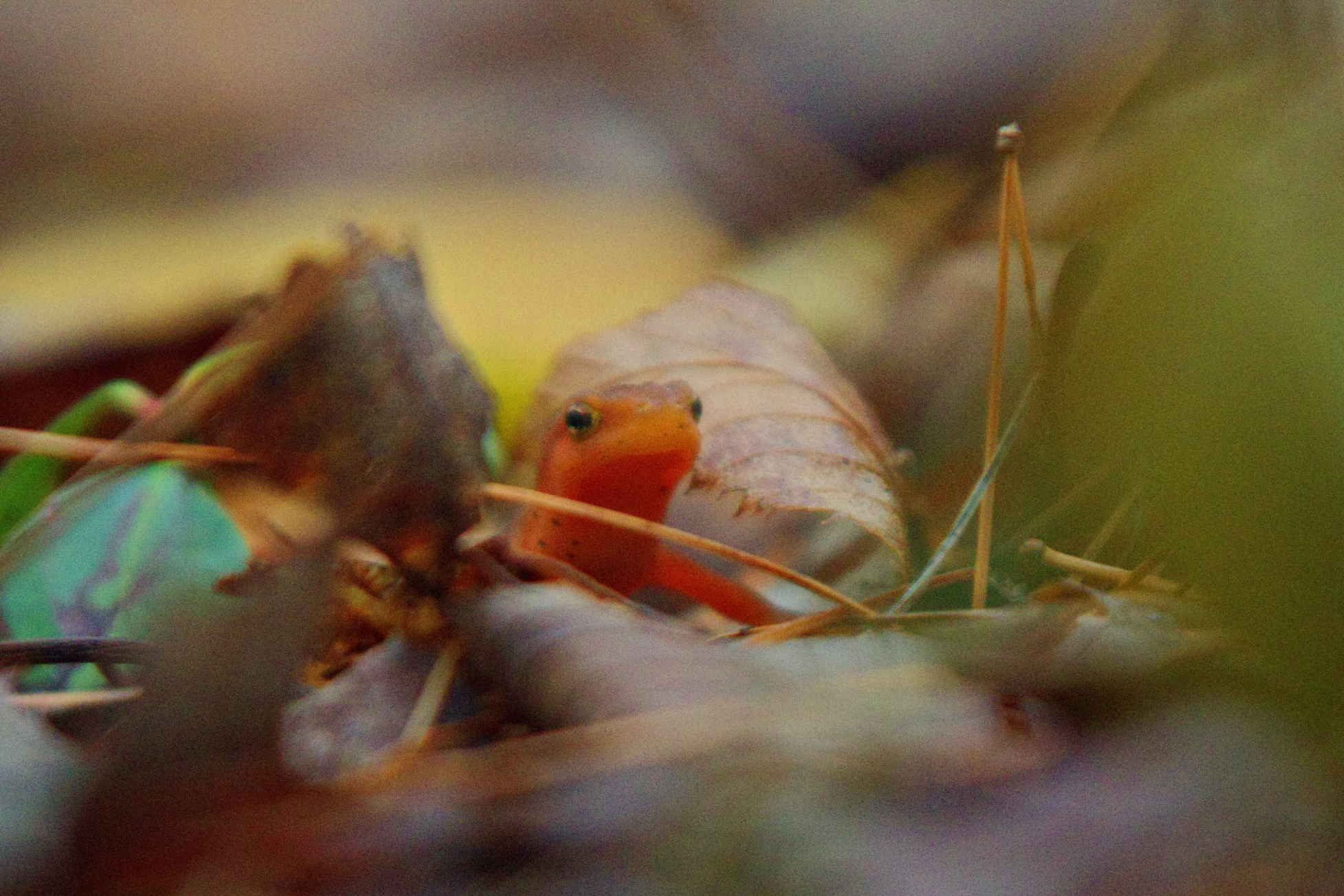 Appalachian Trail Daniel Dodge