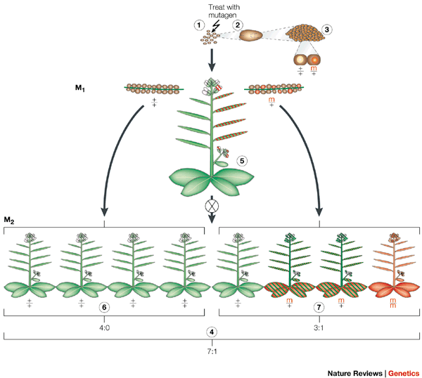 Mutations In Plants