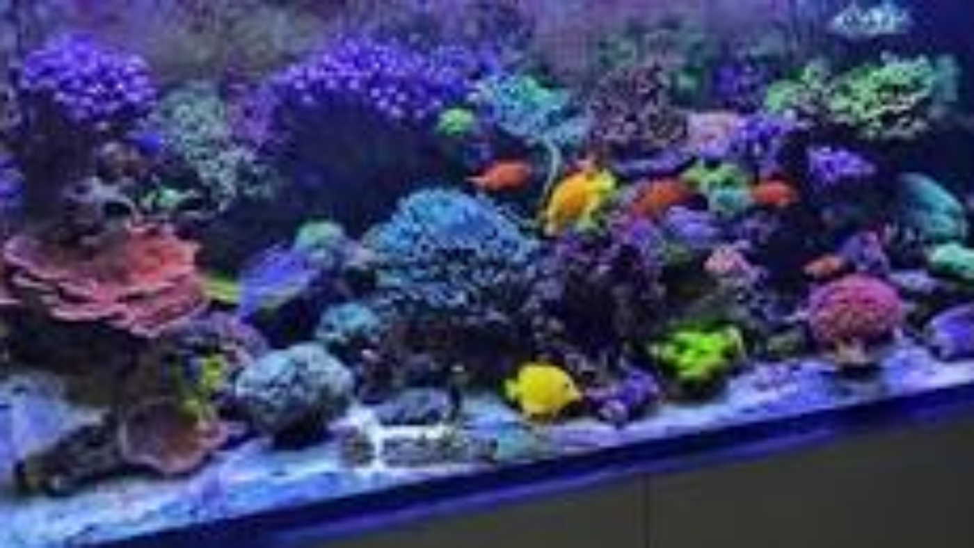 Can you keep fish in your reef aquarium? DanMatt Media