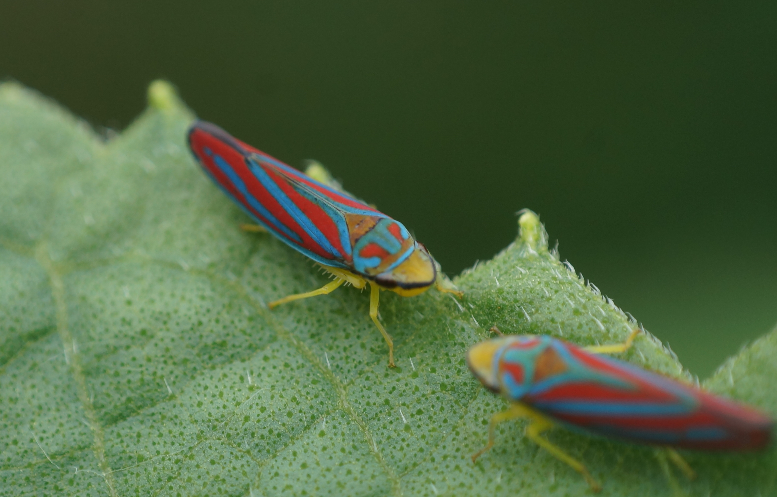 I think these are called "leaf hoppers." I found them on a sunflower