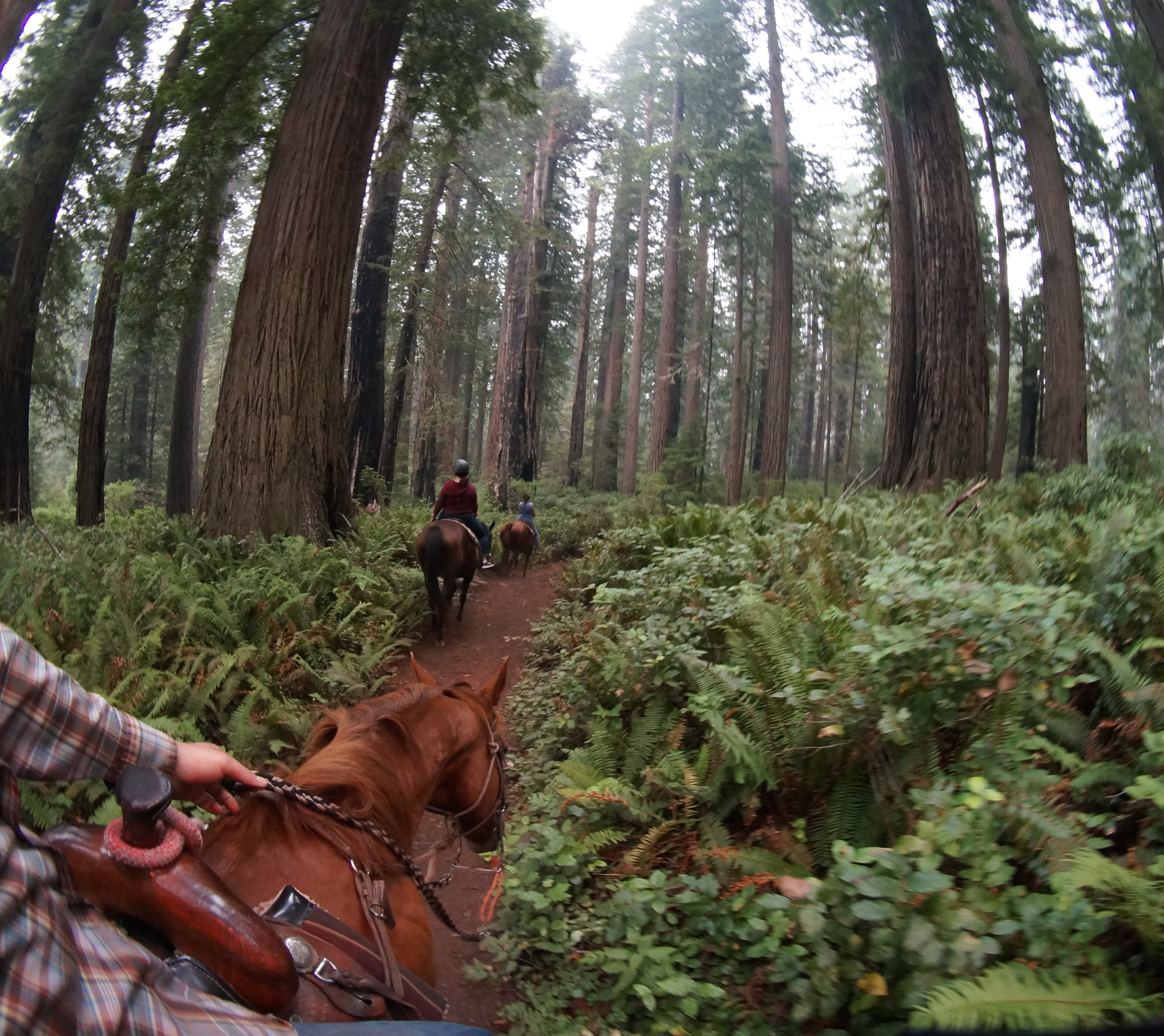 Backpacking, Dispersed Camping along the Redwood Creek, and Horseback