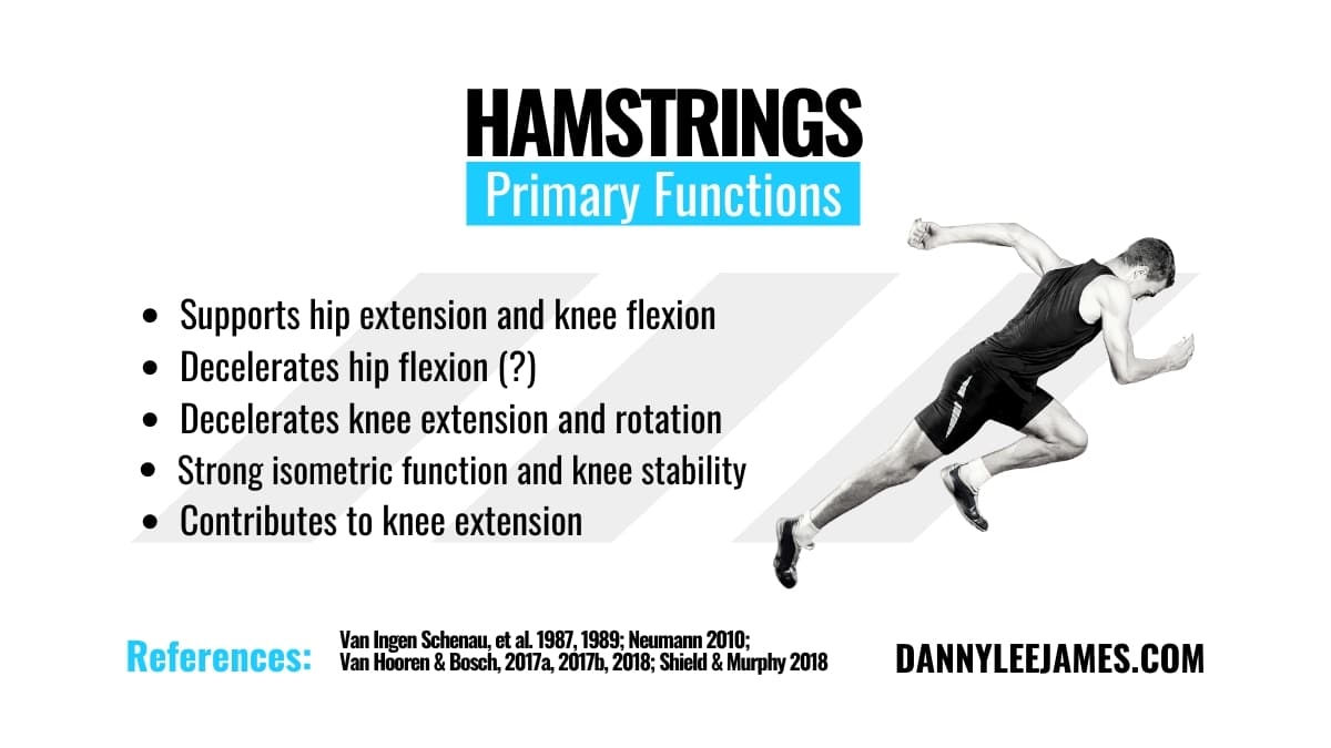 Seated Leg Curl Vs Lying Leg Curl For Hamstring Muscle Growth Danny James